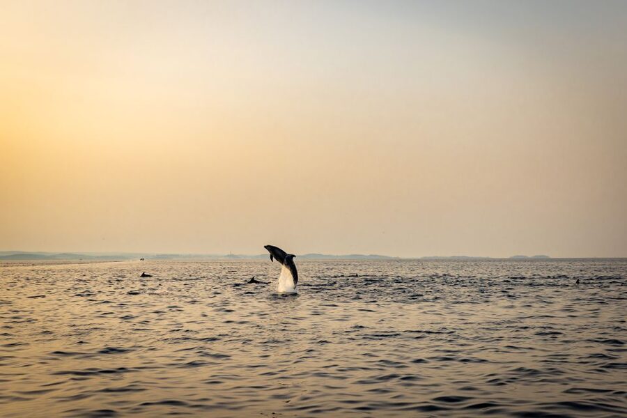 Rovinj: Sunrise Dolphins & Fishermen at Work Speedboat Tour - The boat, comfort, and small-group feel