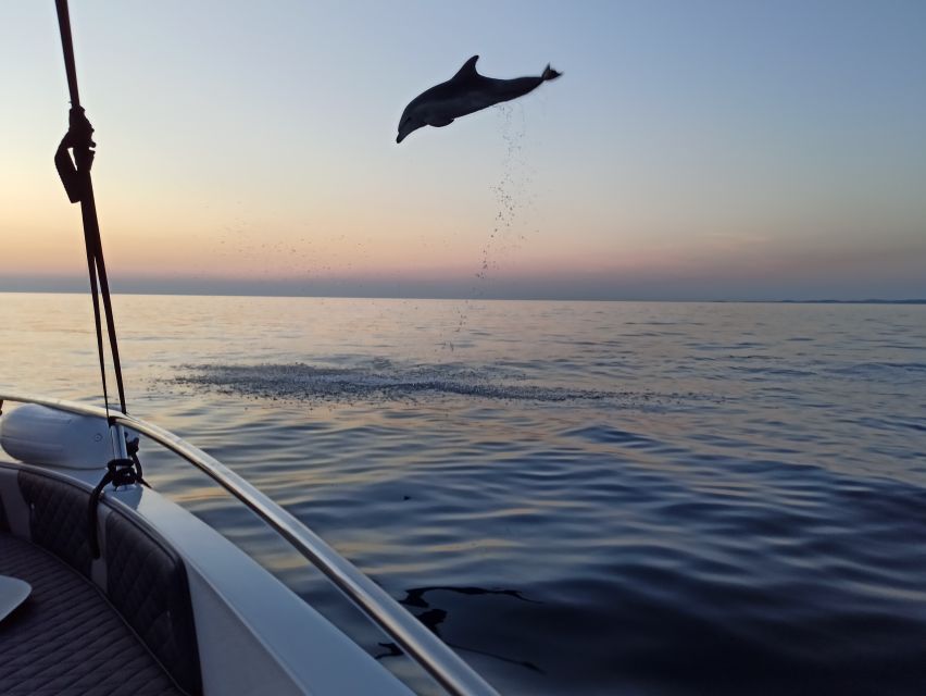 Rovinj: Sunrise Dolphins & Fishermen at Work Speedboat Tour - Who should book this early-morning outing