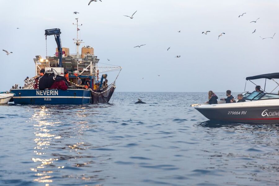 Rovinj: Sunrise Dolphins & Fishermen at Work Speedboat Tour - Booking details worth knowing before you go
