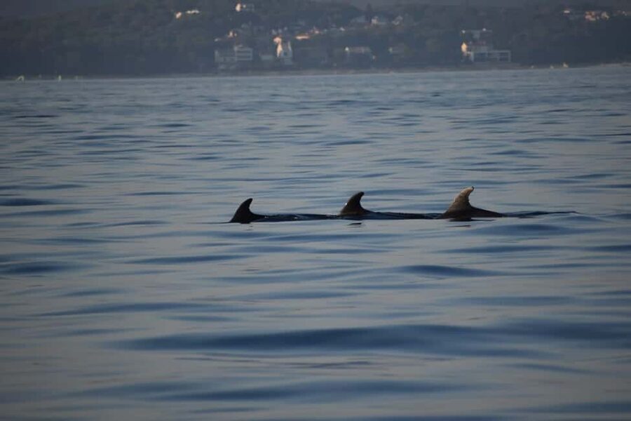 Rovinj: Sunset & dolphin group tours with Catamaran - Who should book this Rovinj boat tour?