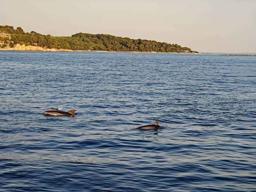 Rovinj: Sunset & dolphin group tours with Catamaran - Looking for dolphins at sunset