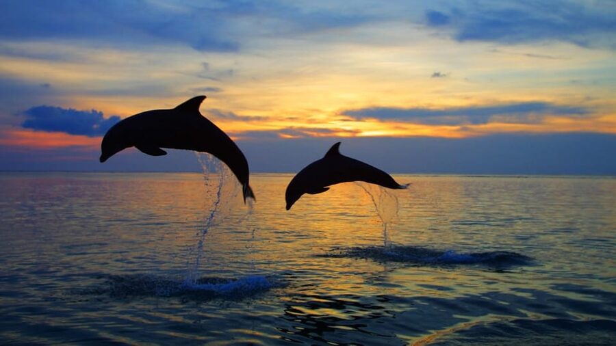 Rovinj: Sunset Speedboat Tour with Dolphin Watching - Searching for dolphins in the Adriatic