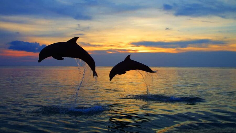Rovinj: Sunset Speedboat Tour with Dolphin Watching - Starting at Villas Rubin