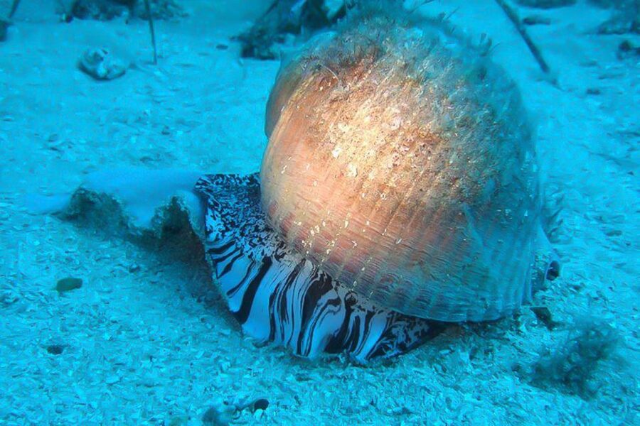 Scuba Diving in Dubrovnik: 1 Dive for Certified Divers - Picking a site along the Dubrovnik coast