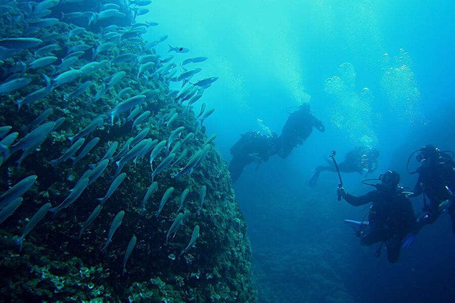Scuba Diving in Dubrovnik: 1 Dive for Certified Divers - Tomislav near Lokrum Island