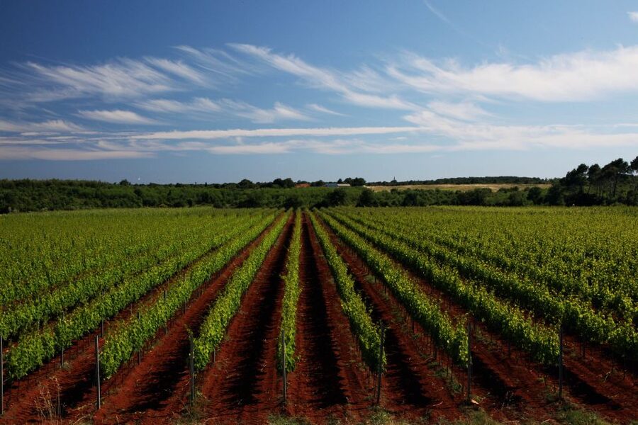 Šišan: Wine Tasting: Organic Wines of Southern Istria - Who will enjoy this tasting most