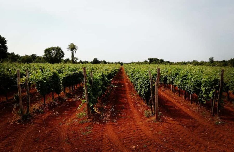 Šišan: Wine Tasting: Organic Wines of Southern Istria - Practical planning for Šišan