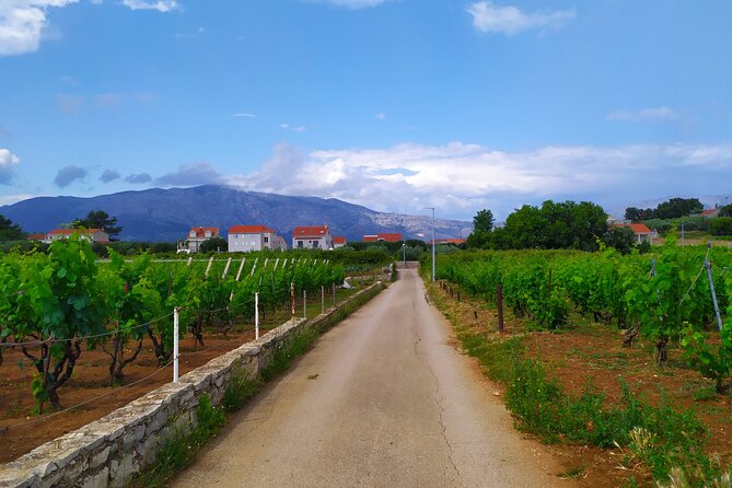 Slurp of Grk Korcula Wine Tour | Wine Tasting in Lumbarda - Who will enjoy this Korcula wine experience?