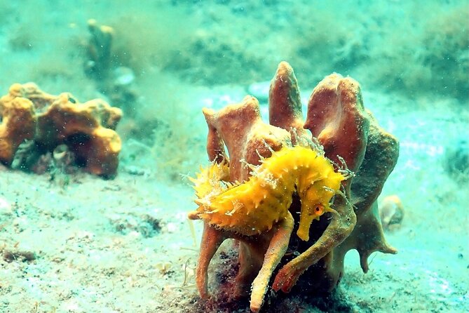 Small-Group Introductory Scuba Diving in Pula - A gentle first step into scuba near Pula