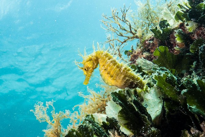 Small-Group Introductory Scuba Diving in Pula - Why the confined-water practice matters