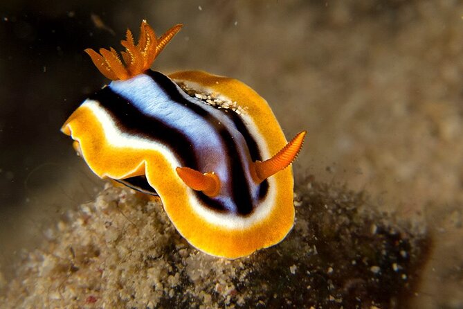 Small-Group Introductory Scuba Diving in Pula - Group size and personal attention