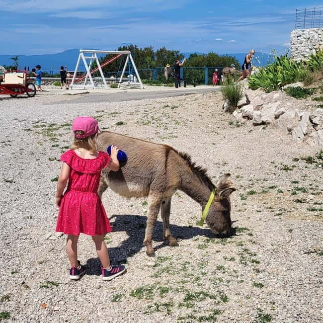 Šmrika (near Rijeka/Krk/Crikvenica) Donkey Farm Family Fun - Feeding, grooming, and learning how donkeys live