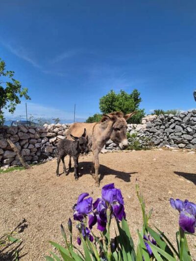 Šmrika (near Rijeka/Krk/Crikvenica) Donkey Farm Family Fun