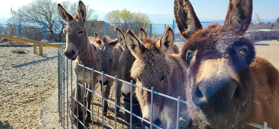 Šmrika (near Rijeka/Krk/Crikvenica) Donkey Farm Family Fun - Is $9 per person good value?