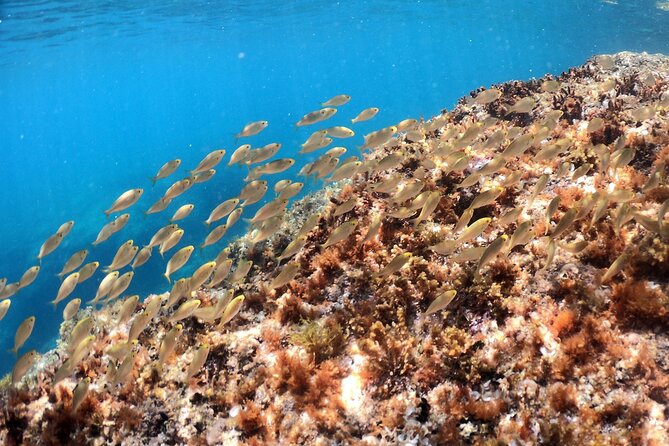 SNORKELING ADVENTURE | Pula Boat - Fruit, drinks, and a relaxed pace
