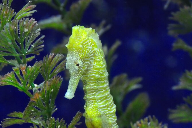 Snorkeling tour Makarska Riviera, islands of Hvar or Brač - A small-group format with practical advantages