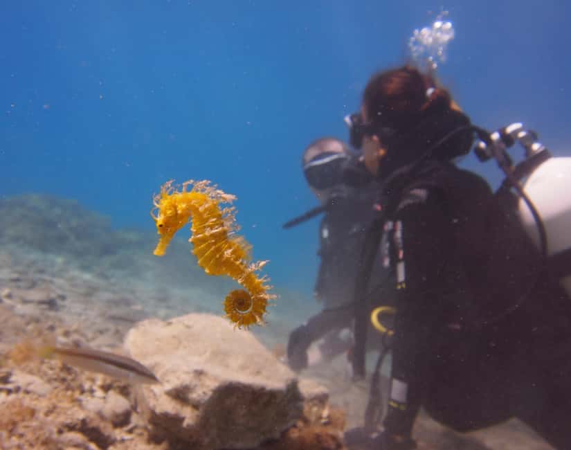 Split-Makarska-Brela Try SCUBA Dive - A gentle first look beneath the Adriatic