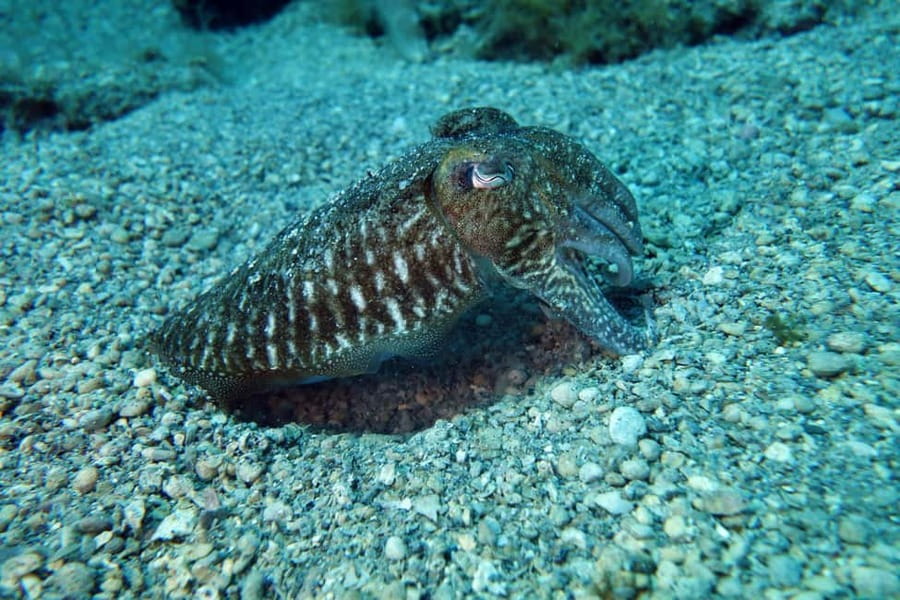 Split-Makarska-Brela Try SCUBA Dive - Why the private format is worth the price