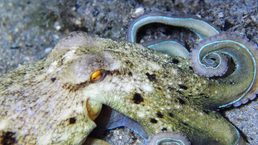 Split-Makarska-Brela Try SCUBA Dive - What the Adriatic setting adds