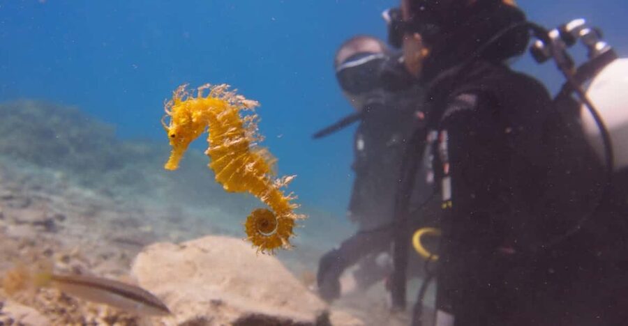 Split-Makarska-Brela Try SCUBA Dive - Meeting Ivan, Daniel, and the instructors