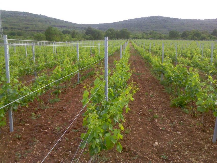 Split or Trogir: Krka Waterfalls & Wine and Food tasting - Should you book the Krka waterfalls and wine tour?
