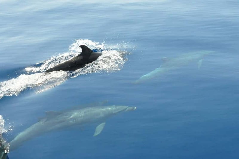 Split: Private Blue Lagoon 3 islands with speed boat - Key points to know before booking