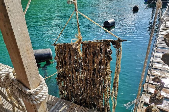 Ston Gastro Tour - Why Mali Ston’s oysters are the main event