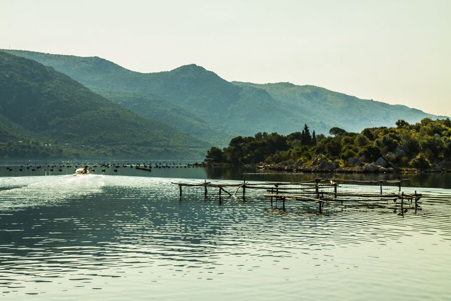 Ston Oyster & Wine Tasting Private Tour From Dubrovnik - Who will enjoy this day most
