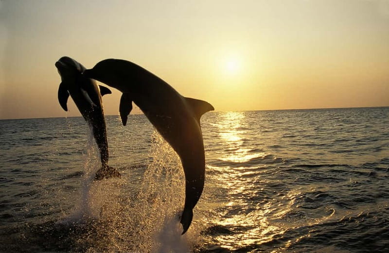 Sunset Dolphin Cruise with Dinner – Medulin Archipelago - Three hours on the Medulin Adriatic