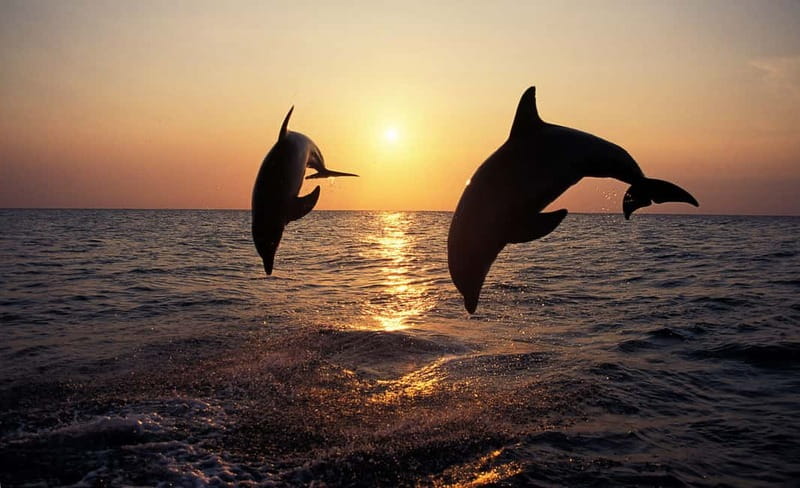Sunset Dolphin Cruise with Dinner – Medulin Archipelago - Finding the boat at Medulin Harbour