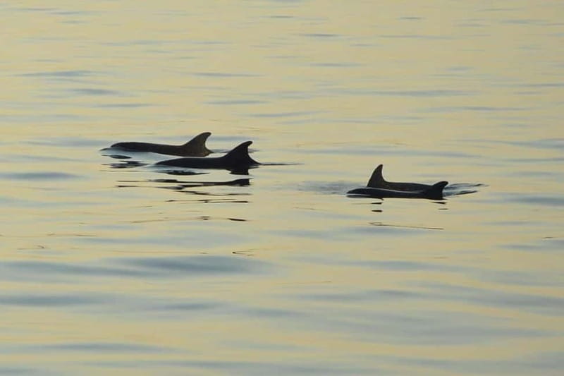 Sunset Dolphin Cruise with Dinner – Medulin Archipelago - Passing Cape Kamenjak