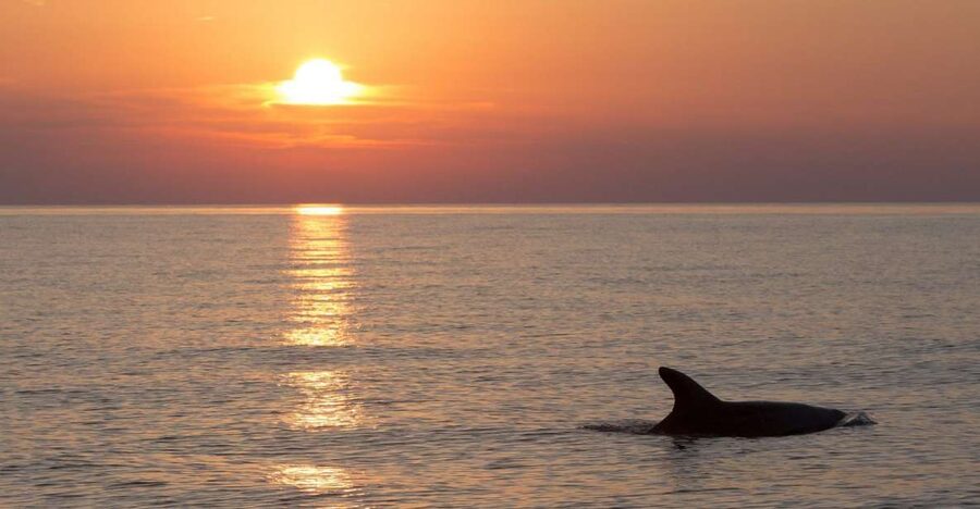 Sunset Dolphin Cruise with Dinner – Medulin Archipelago - Watching for dolphins in open water