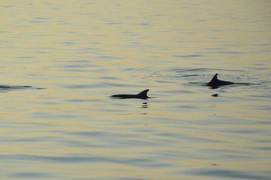 Sunset Dolphin Cruise with Dinner – Medulin Archipelago - The sunset viewpoint and return to Medulin