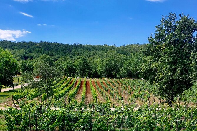 Taste of Istria - wine, brandy, vinegar, local food - The vineyard and lavender walk