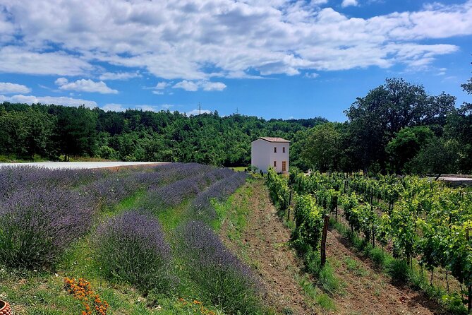 Taste of Istria - wine, brandy, vinegar, local food - Who will enjoy this most