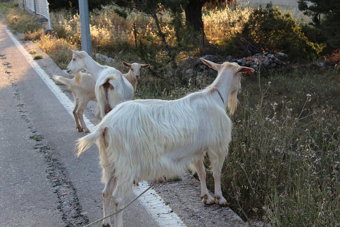 The Best of Hvar Small Group with Wine Tasting and Local meal - A late Dalmatian meal in Malo Grablje or an olive grove