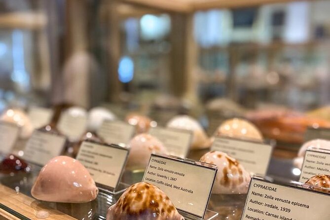 Visit Shell Museum Cavtat - Key points before you go