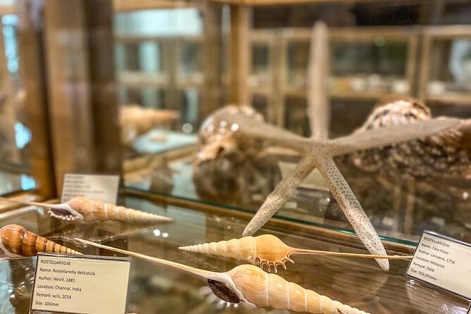 Visit Shell Museum Cavtat - What you actually see inside Glossus Humanus
