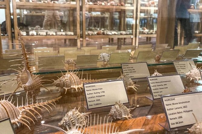 Visit Shell Museum Cavtat - The 45-minute route through the exhibition