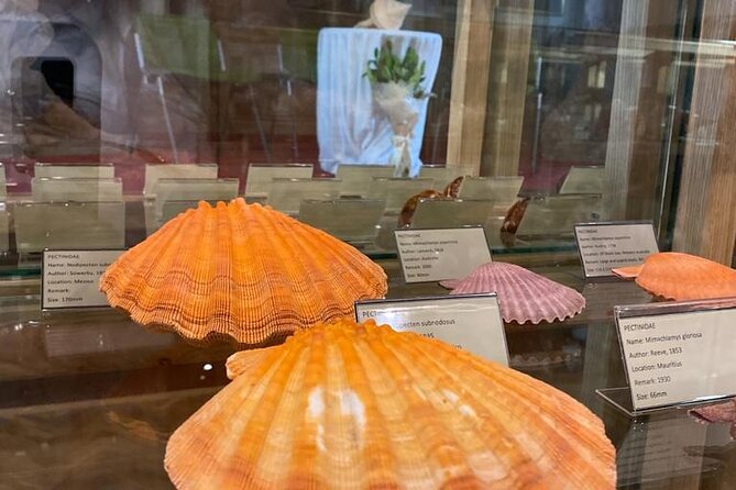 Visit Shell Museum Cavtat - Is $8.41 good value?