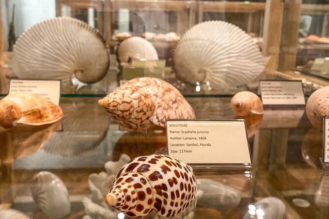 Visit Shell Museum Cavtat - Why the shell displays work for children and adults