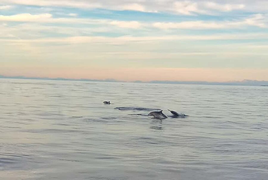 Vrsar: Dolphin Watching Boat Ride - Key points to know before you board