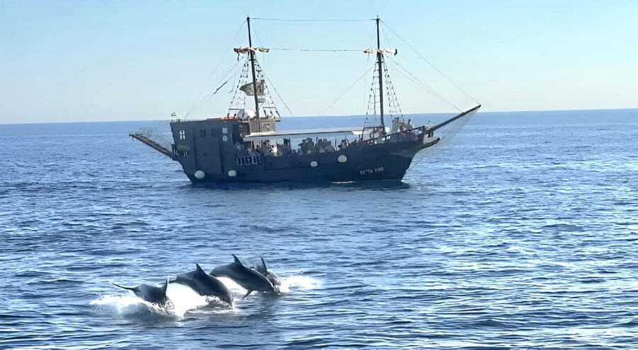 Vrsar: Dolphin Watching Boat Ride - What makes the dolphin sightings special