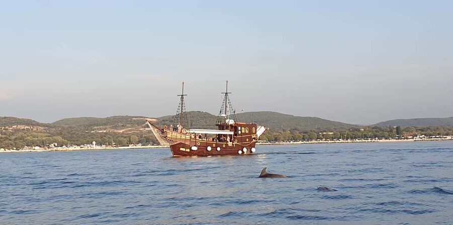 Vrsar: Dolphin Watching Boat Ride - Staff, languages, and the captain’s role