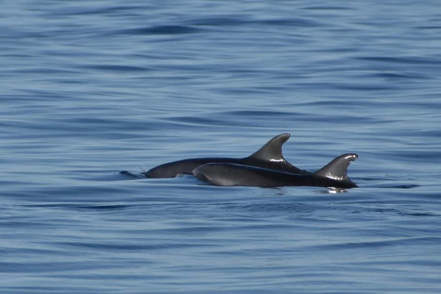 Vrsar: Dolphin Watching Boat Ride - Is $29 a fair price?
