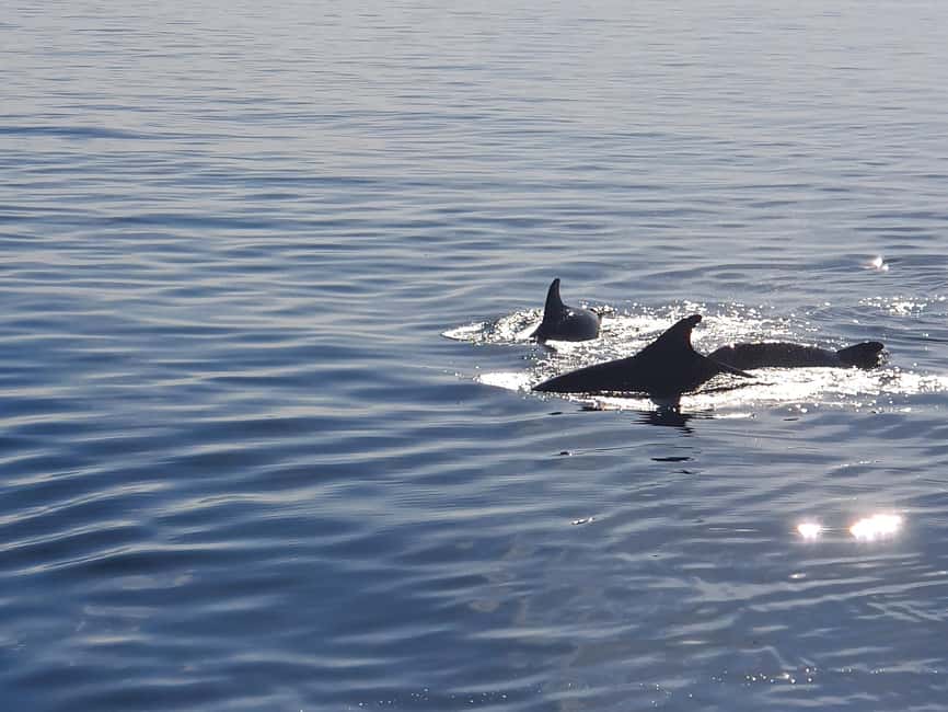 Vrsar: Dolphin Watching Boat Ride - Who will enjoy this Vrsar boat ride?