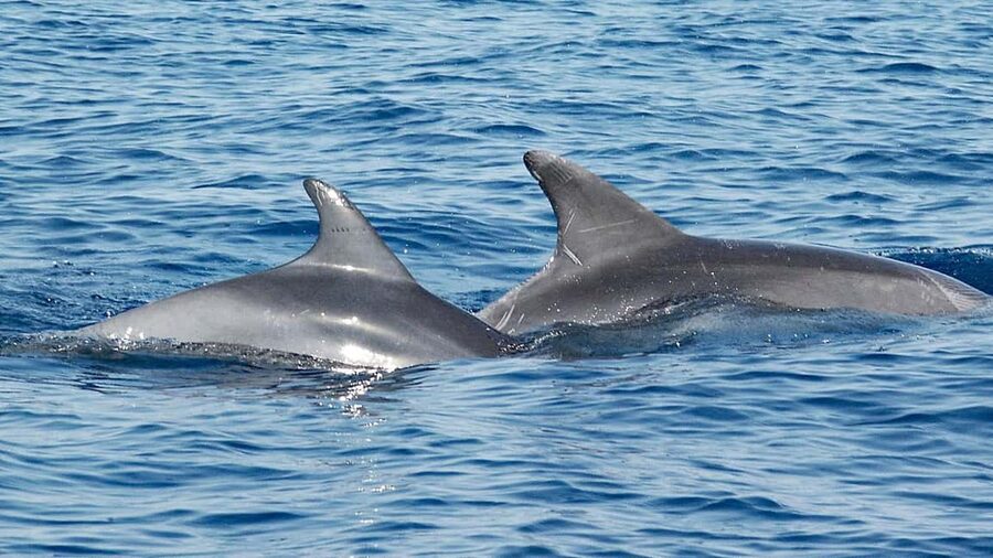 Vrsar: Dolphin Watching Boat Ride - How the two-hour dolphin search works