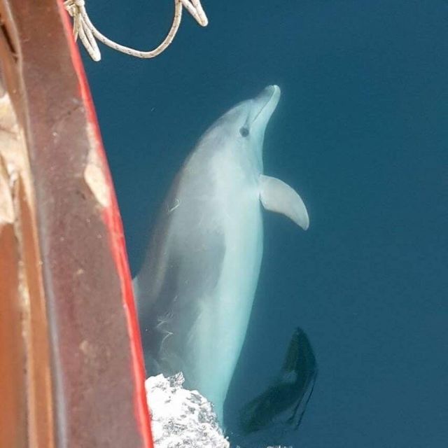 Vrsar: Dolphin Watching Boat Tour including Drinks - Key points at a glance