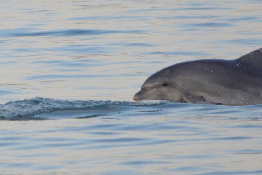 Vrsar: Dolphin Watching Boat Tour including Drinks - What the two-hour itinerary feels like