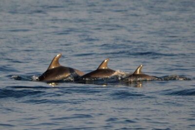 Dolphin Watching Boat Tour including Drinks